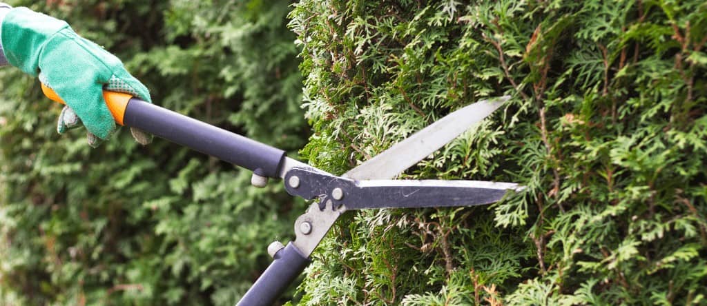 Entreprise d'élagage pour taille de haie à Mâcon (71) Bûcheron pour couper et abattre arbres et arbustes à Mâcon (71)
