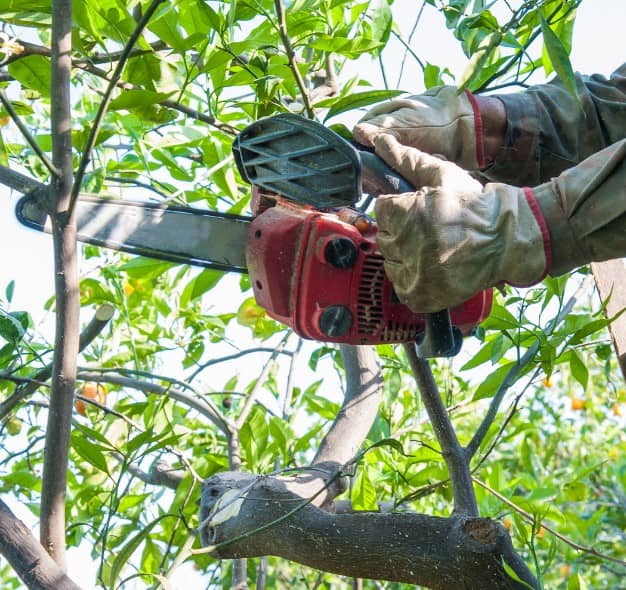 Elagueur paysagiste pour élaguer arbres à Mâcon (71)