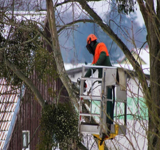 Taille d'arbres à Mâcon (71) entreprise d'élagage pour tailler arbres et arbustes à Mâcon (71)