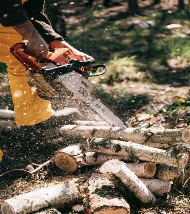 Taillage et élagage d'arbres à Mâcon (71) Entreprise d'élagage à Mâcon (71)